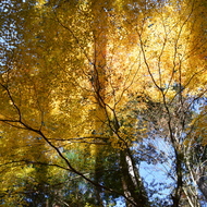 三峰神社参道の紅葉