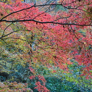 花貫渓谷(高萩市）