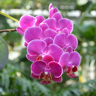 筑波実験植物園　　蘭