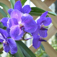 筑波実験植物園　　蘭