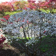 笠間つつじ公園