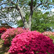 笠間つつじ公園