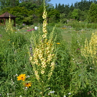 北海道紫竹ガーデン