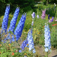 北海道紫竹ガーデン