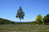 Tさん 女性(茨城県)