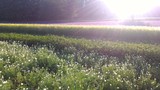 Sさん 女性(北海道)